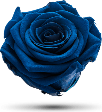 Royal Blue Rose PNG