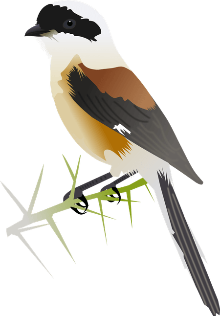 Shrike PNG