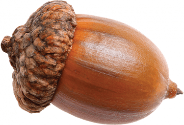 Acorn PNG
