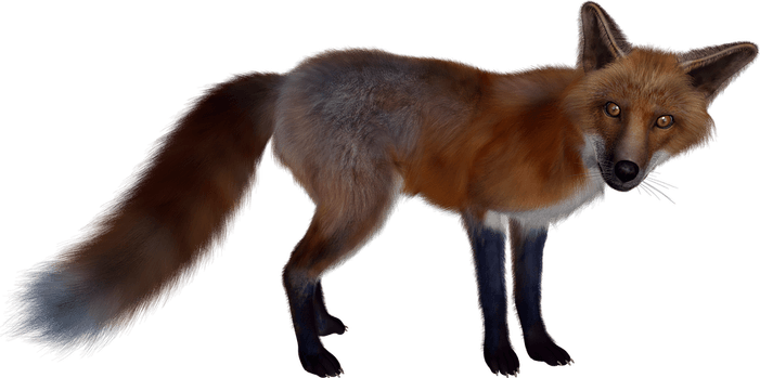 Dhole PNG