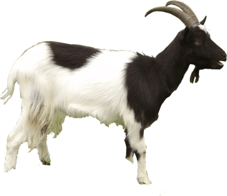 Goat PNG