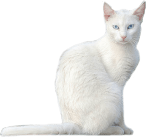 White Cat Blue Eyes PNG