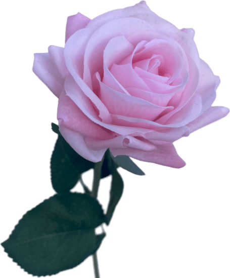 Baby Pink Rose PNG