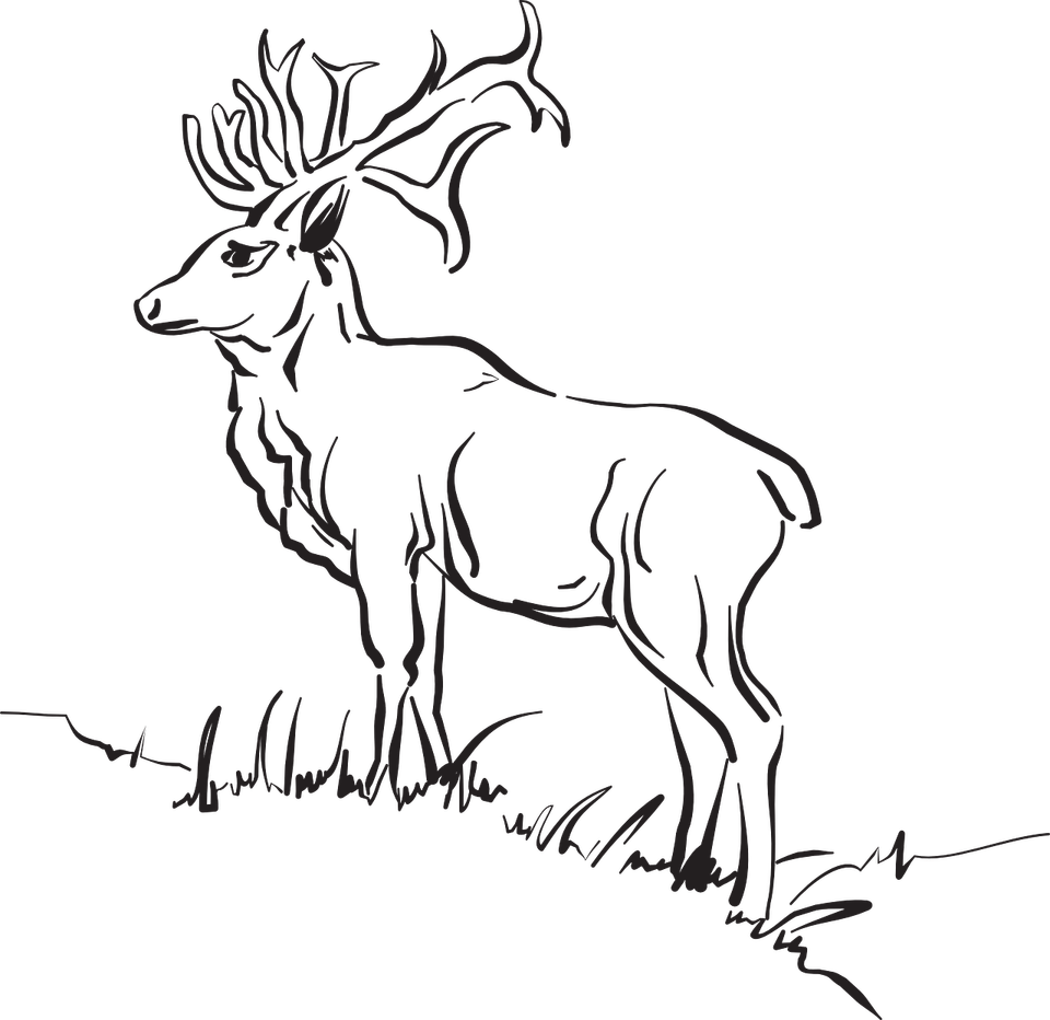 Deer Grass PNG