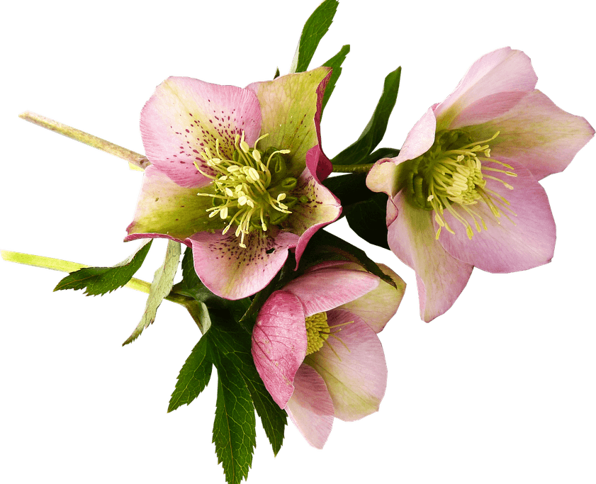 Winter Flower PNG