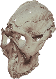 3d Skull PNG