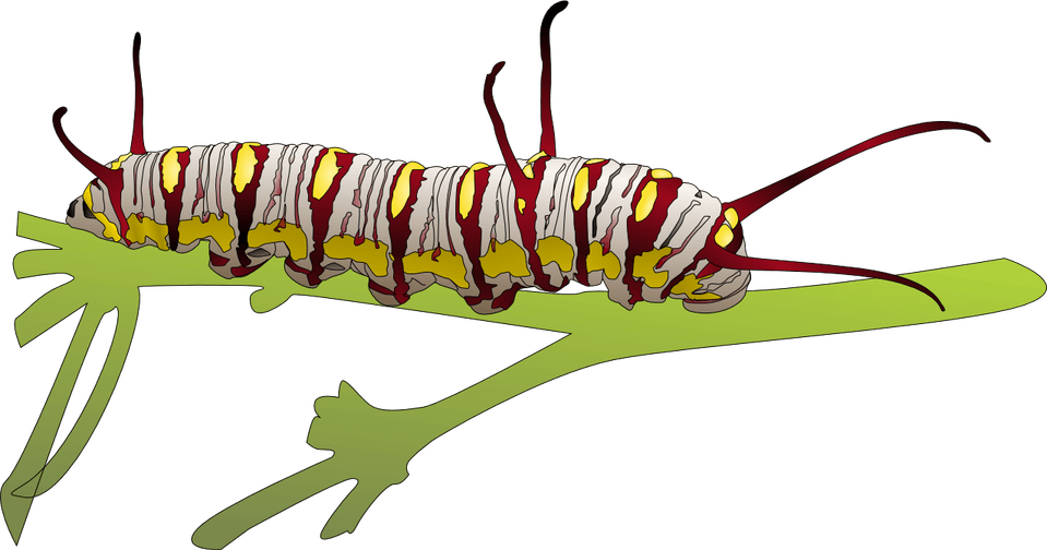 Caterpillar PNG