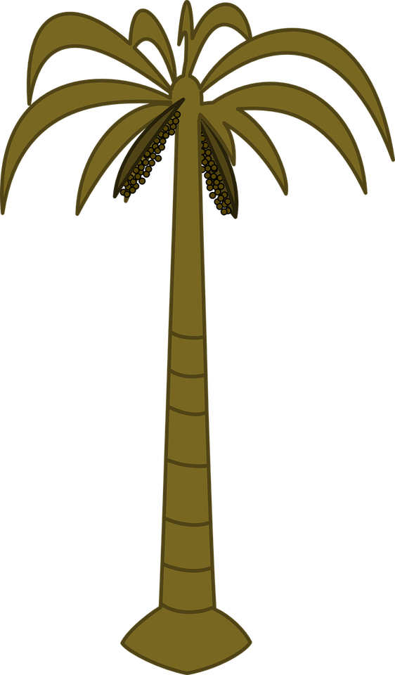 Tropical Tree PNG
