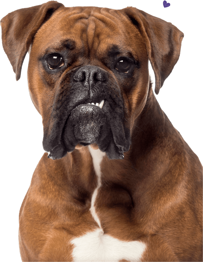Boxer Dog PNG