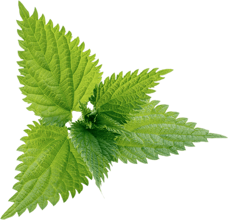 Nettle PNG
