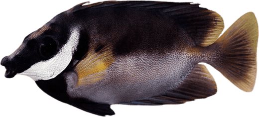 Rabbit Fish PNG