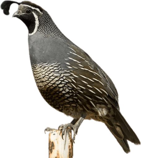 Quail PNG