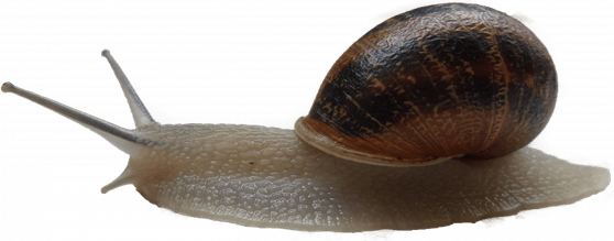 Snails PNG