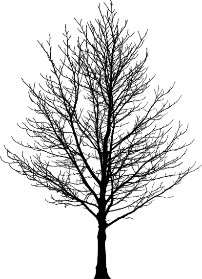 Sugar Maple Tree PNG