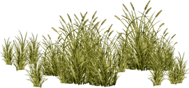 African Grass PNG