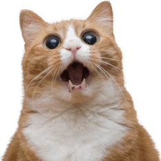 Funny Cat PNG