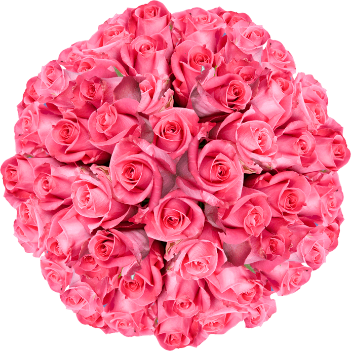Deep Pink Rose PNG