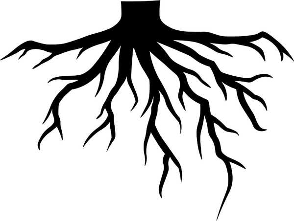 Tree Roots PNG