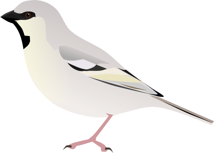 Shrike PNG