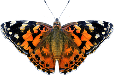 Painted Lady Butterfly PNG