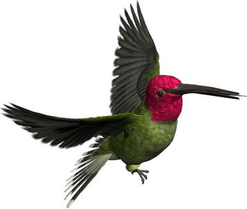 African Bird PNG