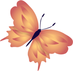 Butterfly Picsart PNG