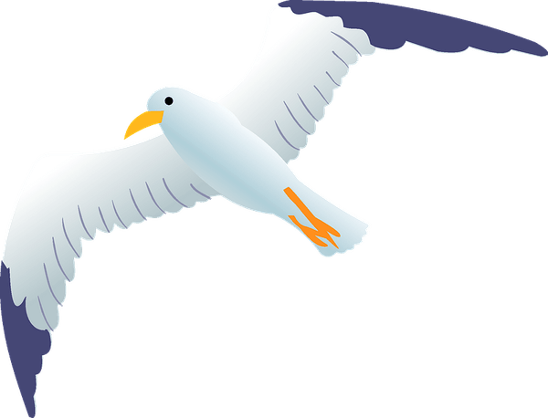 Gull PNG