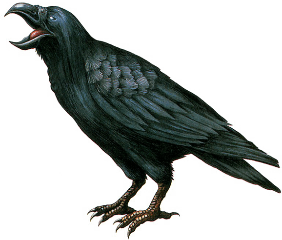 American Crow PNG