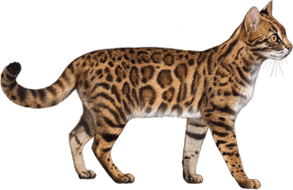 Rusty Spotted Cat PNG