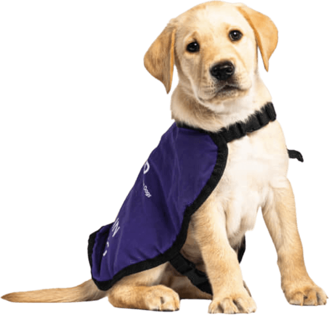 Walter Dog PNG