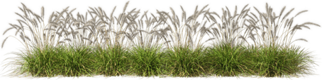 Meadow Grass PNG