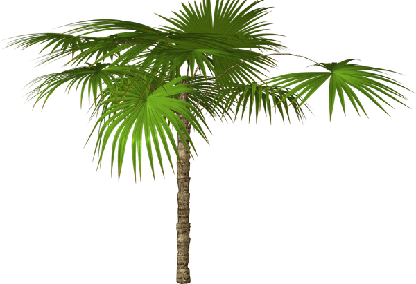 Palm Leaf PNG