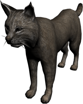 Bob Cat PNG