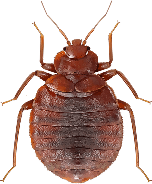 Bed Bugs PNG