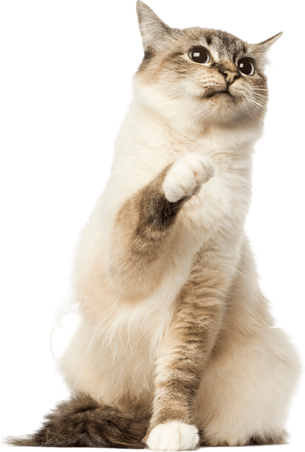 Goofy Cat PNG