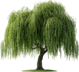 Weeping Willow Tree PNG