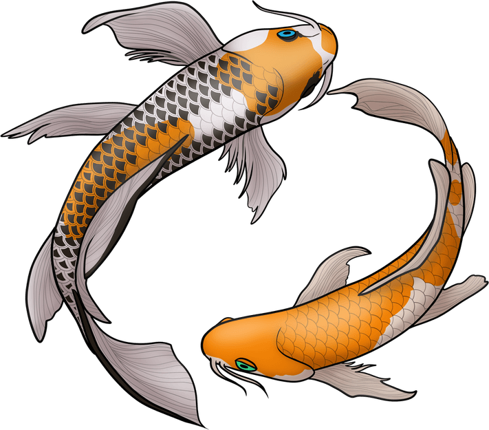 Koi Fish PNG