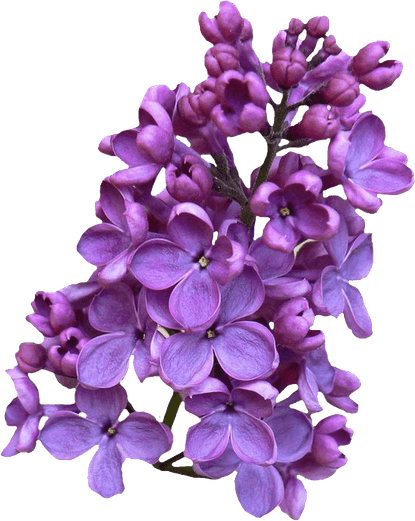 Lilac PNG