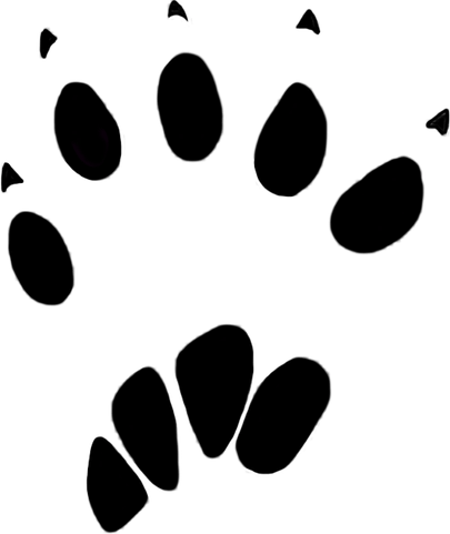Footprint PNG