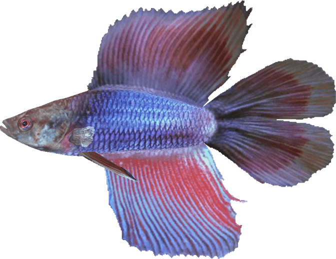 Betta Fish PNG