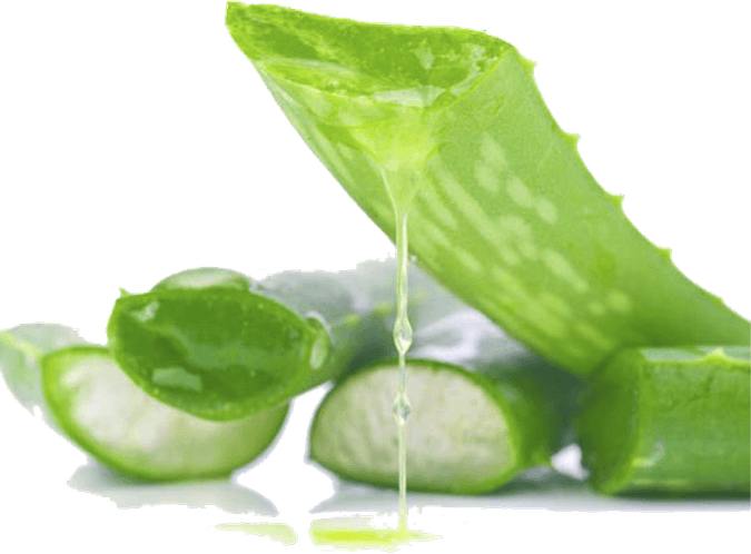 Aloe Vera PNG