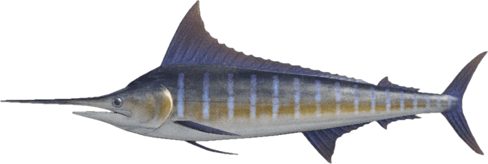 Sword Fish PNG