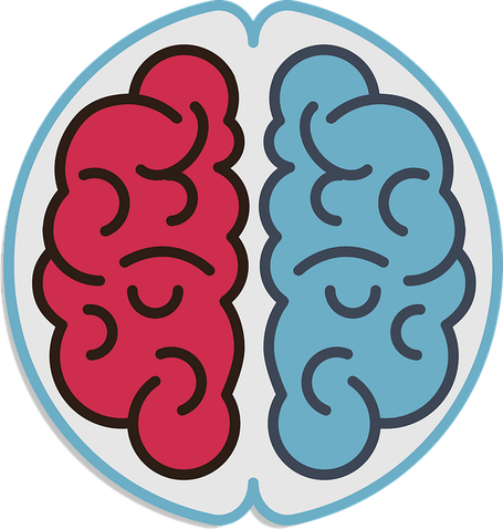 Left Brain Right Brain PNG
