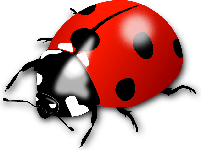 Ladybird PNG