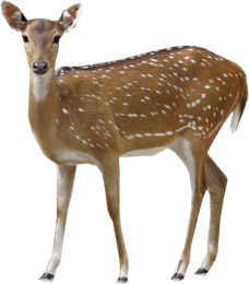 Deer PNG