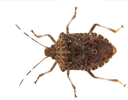Stink Bugs PNG