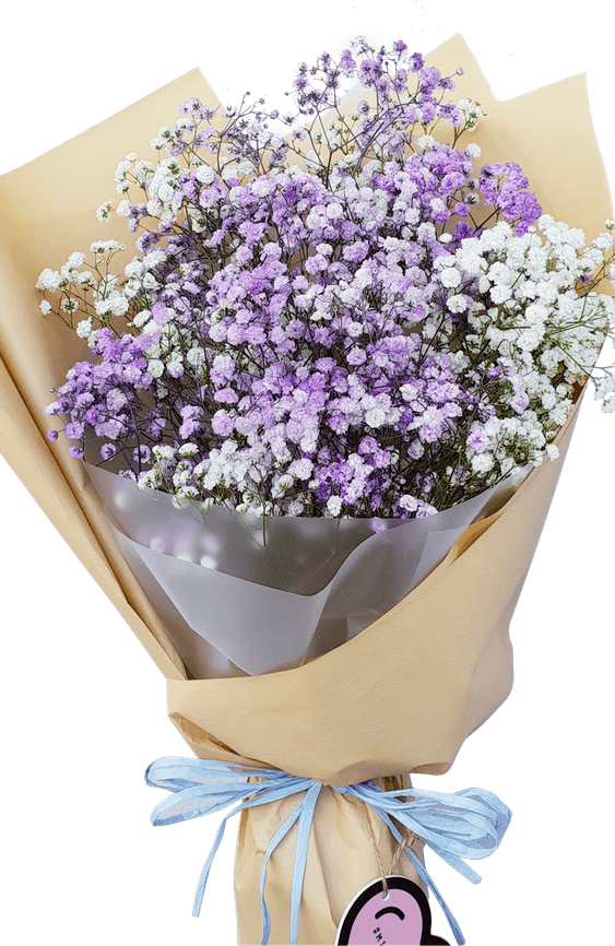 Babys Breath Flower PNG