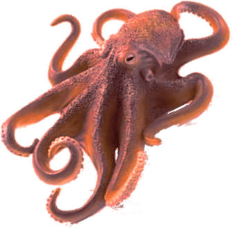 Octopus PNG