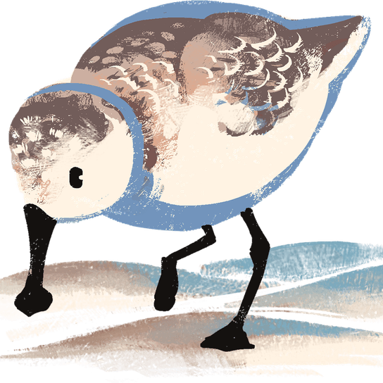 Sandpiper PNG