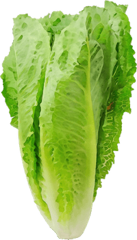 Lettuce PNG